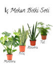 Deve Tabanı(40-50cm)-Sarı Kılıç(15-30cm)-Aleovera(15-30cm)-Tül Kuşkonmaz (15-30cm)