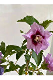 Hatmi Çiçeği Ağaç Fidanı 1 ADET Saksılı 40-60cm (Althaea Officinalis)