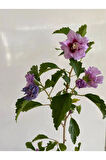 Hatmi Çiçeği Ağaç Fidanı 1 ADET Saksılı 40-60cm (Althaea Officinalis)