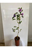 Hatmi Çiçeği Ağaç Fidanı 1 ADET Saksılı 40-60cm (Althaea Officinalis)