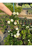 Beyaz Renk Çalı Minesi Çiçeği 20-40cm 1 Adet Saksılı (Lantana camara)