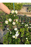 Beyaz Renk Çalı Minesi Çiçeği 20-40cm 1 Adet Saksılı (Lantana camara)