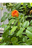 Videolu Sarmaşık Gül Turuncu Renkli(60 80 CM)1 Adet Saksılı Aşılı Gül Orange Rose