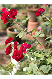 Videolu 1 Adet Kırmızı Gül Fidesi 10-15cm Saksılı\tüplü (RED ROSE SAPLİNG)