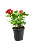 Videolu 1 Adet Kırmızı Gül Fidesi 10-15cm Saksılı\tüplü (RED ROSE SAPLİNG)