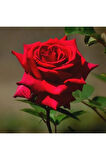 Videolu Kırmızı Bodur Gül Fidanı Tüplü 2 Adet 15-25 Cm Yediveren Gül Aşılı Güller (DARK RED ROSE)