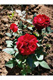 Videolu Kırmızı Bodur Gül Fidanı Tüplü 2 Adet 15-25 Cm Yediveren Gül Aşılı Güller (DARK RED ROSE)