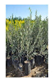Videolu Gemlik Trilye Bodur Zeytin Fidanı 6 Adet 50-70 Cm (OLİVE SAPLİNG) Bahçe Bitkisi