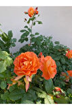Videolu Minyatür Turuncu Gül Fidanı 1 Adet Saksılı/tüplü 30-50 Cm (miniature Orange Rose )