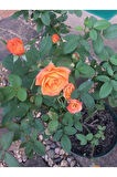 Videolu Minyatür Turuncu Gül Fidanı 1 Adet Saksılı/tüplü 30-50 Cm (miniature Orange Rose )