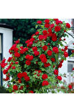 Videolu Kırmızı Yediveren Sarmaşık Gül Fidanı (50-80CM) Tüplü Aşılı Gül (RED ROSE)