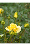 Videolu Sarı Aşılı Yediveren Gül (55 65 CM) Fidanı Saksıda Aşılı Gül Yellow Rose