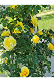 Videolu Sarı Aşılı Yediveren Gül (55 65 CM) Fidanı Saksıda Aşılı Gül Yellow Rose