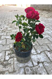 Videolu Koyu Kırmızı Kokulu Yediveren Gül (50 70 CM) Saksılı Aşılı Gül Red Rose