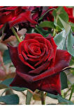 Videolu Koyu Kırmızı Kokulu Yediveren Gül (50 70 CM) Saksılı Aşılı Gül Red Rose