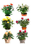 Videolu Yediveren Gül Seti (50 60 Cm ) 5 Adet (SARI KIRMIZI BEYAZ PEMBE TURUNCU) "multiflora Rose"