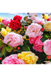 Videolu Yediveren Gül Seti (50 60 Cm ) 5 Adet (SARI KIRMIZI BEYAZ PEMBE TURUNCU) "multiflora Rose"