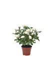 Videolu Minyatür Bodur Beyaz Gül Fidanı 1 ADET Saksılı/Tüplü 35-65 Cm (Miniature White Rose)