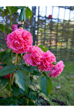 Videolu Yediveren Kokulu Katmerli Pembe Gül Fidanı 1adet Saksılı/tüplü 30-55 Cm (PİNK ROSE)