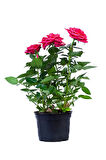 Videolu Pembe Kokulu Yediveren Gül Fidanı Saksılı 1 Adet 50-70 Cm Dış Mekan Pink Roses