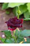 Videolu Bordo Yediveren Kokulu (25 50 CM) 2 Adet Gül Fidanı Saksılı Aşılı Gül Burgundy Rose