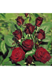 Videolu Bordo Yediveren Kokulu (25 50 CM) 2 Adet Gül Fidanı Saksılı Aşılı Gül Burgundy Rose