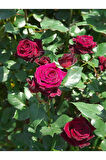 Videolu Bordo Yediveren Kokulu (25 50 CM) 2 Adet Gül Fidanı Saksılı Aşılı Gül Burgundy Rose