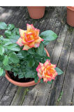 Videolu Turuncu Orange Pompon Yediveren (30 65CM) Saksılı Aşılı Gül Orange Rose