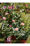 Videolu Yediveren Gül Fidanı (10-15CM) Saksılı/tüplü 1 Adet Aşılı Gül Pink Rose