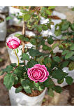 Videolu Yediveren Gül Fidanı (10-15CM) Saksılı/tüplü 1 Adet Aşılı Gül Pink Rose
