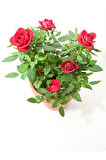 Videolu Kırmızı Gül Fidanı Kokulu Saksılı 1 Adet [10-15 Cm] Dış Mekan Bitkisi Red Rose