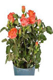 Videolu Nar Çiçeği Gül Fidanı Kokulu 3 Adet Saksılı 50-90 Cm (POMEGRANATE BLOSSOM ROSE SAPLİNG)