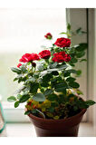 Videolu Beyaz Ve Kırmızı Yediveren 2 Adet Gül Fidanı Saksılı 50-90 Cm (RED WHİTE ROSES SAPLİNG)