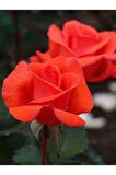 Videolu Ponpon Nar Çiçeği 3 Adet Gül Fidanı Yediveren 50-80 Cm (POMEGRANATE BLOSSOM ROSE SAPLİNG)