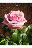 Videolu Kırmızı Ve Pembe Gül Fidanı 2 Adet Yediveren Saksılı 50-80 Cm (PİNK AND RED ROSE SAPLİNG)