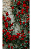 Videolu Kırmızı Sarmaşık Gül Fidanı 3 Adet Tüplü\saksılı 80-150 Cm (RED CLİMBİNG ROSE SAPLİNG)