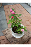 Videolu Pembe Ve Beyaz Yediveren 2 Adet Gül Fidanı Saksılı 45-80 Cm (PİNK AND WHİTE ROSE SAPLİNG)