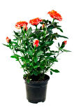 Videolu Mumyalı Turuncu Gül Fidanı 10-15 Cm 4 Mevsim Dikilir (MUMMY ORANGE ROSE SAPLİNG)