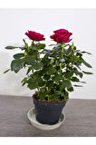 Videolu 3 Adet Kırmızı Beyaz Ve Sarı Gül Fidanı Saksılı 45-85 Cm (RED WHİTE AND YELLOW ROSE SAPLİNG)