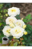 Videolu Krem Beyazı 2 Adet Yediveren Kokulu Gül Fidanı Saksılı 50-75 Cm (CREAM WHİTE ROSE)