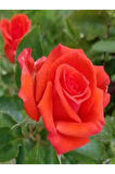 Videolu 1 Adet Narçiçeği Yediveren Kokulu Gül Fidanı Saksılı 10-15cm (POMEGRANATE BLOSSOM ROSE)