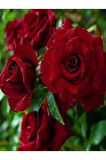 Videolu Kokulu 3 Adet Kırmızı Gül Fidanı Saksılı 50-80cm (RED ROSE SAPLİNG)