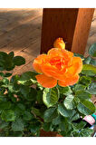 Videolu Turuncu Yediveren Kokulu Gül Fidanı 1 Adet Saksılı Bahçe Bitkisi 10-15 Cm (ORANGE ROSE)