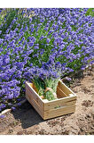 Videolu Mor Lavanta Fidanı 30 Adet Angustifolia Fidanı Tüplü/ Saksılıdır 15-25 Cm (LAVENDER)