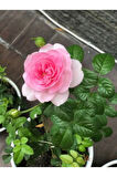 Videolu Pembe Isparta Gülü Yoğun Kokulu Reçellik 1 Adet Saksılı/tüplü 35-65 Cm (ISPARTA ROSE)