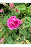 Videolu Pembe Isparta Gülü Yoğun Kokulu Reçellik 1 Adet Saksılı/tüplü 35-65 Cm (ISPARTA ROSE)