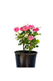 Videolu Pembe Isparta Gülü Yoğun Kokulu Reçellik 1 Adet Saksılı/tüplü 35-65 Cm (ISPARTA ROSE)