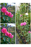 Videolu Yediveren Sarmaşık Mis Kokulu Pembe Gül Fidanı 3 Adet Saksılı 40-65 Cm (CLİMBİNG PİNK ROSE)