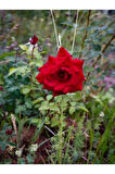 Videolu Yediveren Kokulu Kırmızı Gül Fidesi 1 Adet Saksılı/tüplü 10-15 Cm Bahçe Bitkisi (RED ROSE)