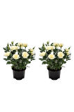 Videolu Yediveren Yoğun Kokulu Beyaz Gül 2 Adet 35-65 Cm Saksılı/tüplü Bahçe Bitkisi (WHİTE ROSE)